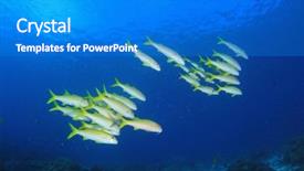  Presentation with reef octopus underwater - Beautiful PPT theme featuring coral reef and fish underwater backdrop and a cobalt blue colored foreground