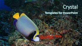  Presentation with reef octopus underwater - Slides with coral reef and fish underwater background and a wine colored foreground