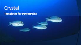  Presentation with reef octopus underwater - PPT theme having coral reef and fish underwater background and a gray colored foreground