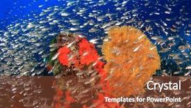  Presentation with reef octopus underwater - Audience pleasing slides consisting of coral reef and fish underwater backdrop and a tawny brown colored foreground