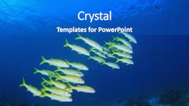  Presentation with coral reef - Theme featuring coral reef and fish underwater background and a cobalt blue colored foreground