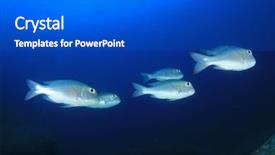  Presentation with reef octopus underwater - Slides enhanced with coral reef and fish underwater background and a dark gray colored foreground