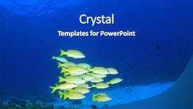  Presentation with coral reef - Amazing theme having coral reef and fish underwater backdrop and a dark gray colored foreground