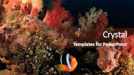  Presentation with reef octopus underwater - Beautiful slides featuring coral reef and fish underwater backdrop and a tawny brown colored foreground