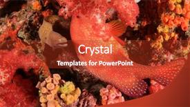  Presentation with coral reef - Theme with coral reef and fish underwater background and a crimson colored foreground