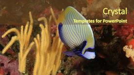  Presentation with reef octopus underwater - Colorful PPT layouts enhanced with coral reef and fish underwater backdrop and a tawny brown colored foreground