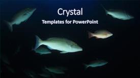  Presentation with reef octopus underwater - Audience pleasing theme consisting of coral reef and fish underwater backdrop and a navy blue colored foreground