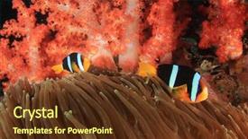  Presentation with tuna fish underwater in ocean - Cool new slides with coral reef and fish underwater backdrop and a tawny brown colored foreground