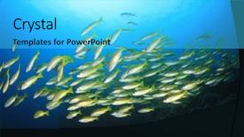  Presentation with reef octopus underwater - Amazing PPT layouts having coral reef and fish underwater backdrop and a cyan colored foreground