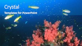  Presentation with reef octopus underwater - Colorful slide deck enhanced with coral reef and fish underwater backdrop and a teal colored foreground
