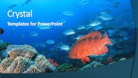  Presentation with coral reef - Theme having coral reef and fish underwater background and a light gray colored foreground
