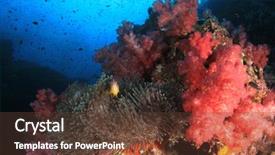  Presentation with reef octopus underwater - Cool new theme with coral reef and fish underwater backdrop and a tawny brown colored foreground