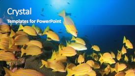  Presentation with coral reef - Amazing slide deck having coral reef and fish underwater backdrop and a teal colored foreground