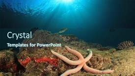  Presentation with fish ocean - Slides having coral reef and fish underwater in ocean background and a ocean colored foreground