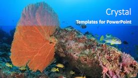  Presentation with fish ocean - Beautiful PPT theme featuring coral reef and fish underwater in ocean backdrop and a teal colored foreground