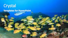  Presentation with fish ocean - Audience pleasing slides consisting of stonefish - coral reef and fish underwater backdrop and a gray colored foreground