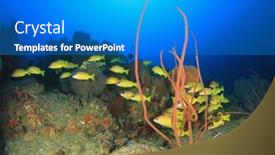  Presentation with fish ocean - Beautiful slides featuring coral reef and fish underwater in ocean backdrop and a teal colored foreground