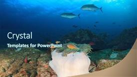  Presentation with fish ocean - Beautiful theme featuring coral reef and fish underwater in ocean backdrop and a ocean colored foreground