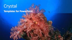  Presentation with fish ocean - Amazing slide deck having coral reef and fish underwater in ocean backdrop and a cobalt blue colored foreground