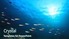  Presentation with fish ocean - Amazing presentation theme having stonefish - coral reef and fish underwater backdrop and a ocean colored foreground
