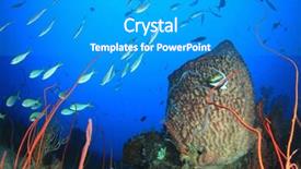  Presentation with fish ocean - Colorful PPT theme enhanced with stonefish - coral reef and fish underwater backdrop and a teal colored foreground