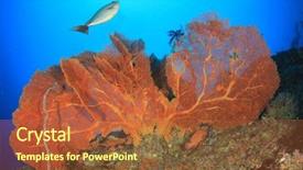  Presentation with fish ocean - Slides featuring stonefish - coral reef and fish underwater background and a red colored foreground