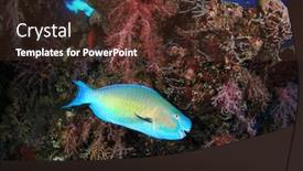  Presentation with fish ocean - Beautiful presentation theme featuring coral-reef-and-fish-underwater backdrop and a tawny brown colored foreground