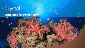  Presentation with fish ocean - Presentation theme having coral reef and fish underwater in ocean background and a teal colored foreground