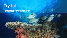  Presentation with tuna fish underwater in ocean - Cool new slide deck with coral reef and fish underwater backdrop and a  colored foreground