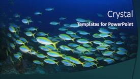  Presentation with fish ocean - Presentation having coral reef and fish in ocean background and a navy blue colored foreground