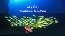  Presentation with fish ocean - Audience pleasing presentation theme consisting of coral reef and fish in ocean backdrop and a cobalt blue colored foreground