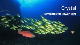  Presentation with fish ocean - PPT theme featuring coral reef and fish in ocean background and a cobalt blue colored foreground
