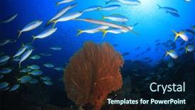  Presentation with fish ocean - Cool new presentation with coral reef and fish in ocean backdrop and a wine colored foreground