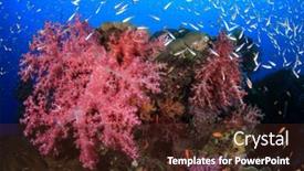  Presentation with reef tank marine aquarium blue - Slide deck featuring coral-reef-and-fish background and a wine colored foreground