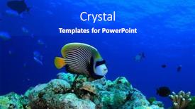  Presentation with coral reef - PPT theme consisting of coral-reef-and-fish background and a dark gray colored foreground
