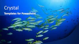  Presentation with coral reef - Beautiful PPT layouts featuring coral-reef-and-fish backdrop and a cobalt blue colored foreground