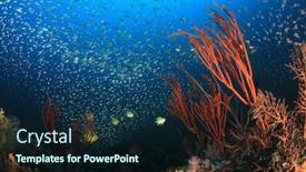  Presentation with overcrowding islands - Beautiful slides featuring coral-reef-and-fish backdrop and a wine colored foreground