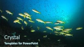  Presentation with fish ocean - Beautiful theme featuring coral-reef-and-fish backdrop and a wine colored foreground