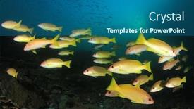  Presentation with fish ocean - PPT layouts with coral-reef-and-fish background and a ocean colored foreground