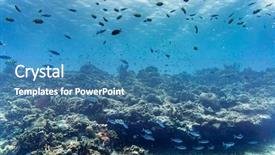  Presentation with tropical reef fish - Beautiful slide deck featuring coral reef and fish backdrop and a teal colored foreground
