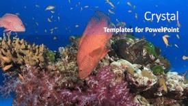  Presentation with coral reef - Slides with coral-reef-and-grouper-fish background and a cobalt blue colored foreground