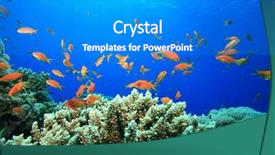  Presentation with sea coral - Cool new presentation theme with coral reef and lyretail anthias in the red sea backdrop and a cobalt blue colored foreground