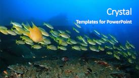  Presentation with coral reef - PPT layouts consisting of coral reef and scuba diver background and a gray colored foreground
