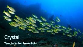  Presentation with coral - Presentation theme with coral reef and scuba diver background and a wine colored foreground