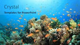  Presentation with tropical reef fish - Cool new theme with coral reef and tropical fish backdrop and a cyan colored foreground