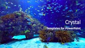  Presentation with tropical reef fish - Slide deck consisting of coral reef and tropical fish background and a navy blue colored foreground