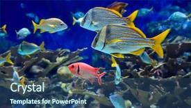  Presentation with tropical reef fish - Slides featuring coral reef and tropical fish background and a ocean colored foreground