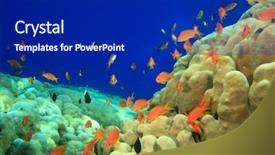  Presentation with tropical reef fish - PPT theme having coral reef and tropical fish background and a navy blue colored foreground