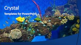  Presentation with tropical reef fish - Theme with coral reef and tropical fish background and a cobalt blue colored foreground