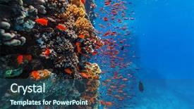  Presentation with tropical reef fish - Slide deck consisting of coral reef and tropical fish background and a ocean colored foreground